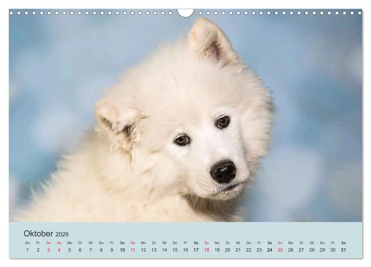 Bild: 9783457954638 | Samojeden - Liebenswerte Fellkugeln (Wandkalender 2026 DIN A3...