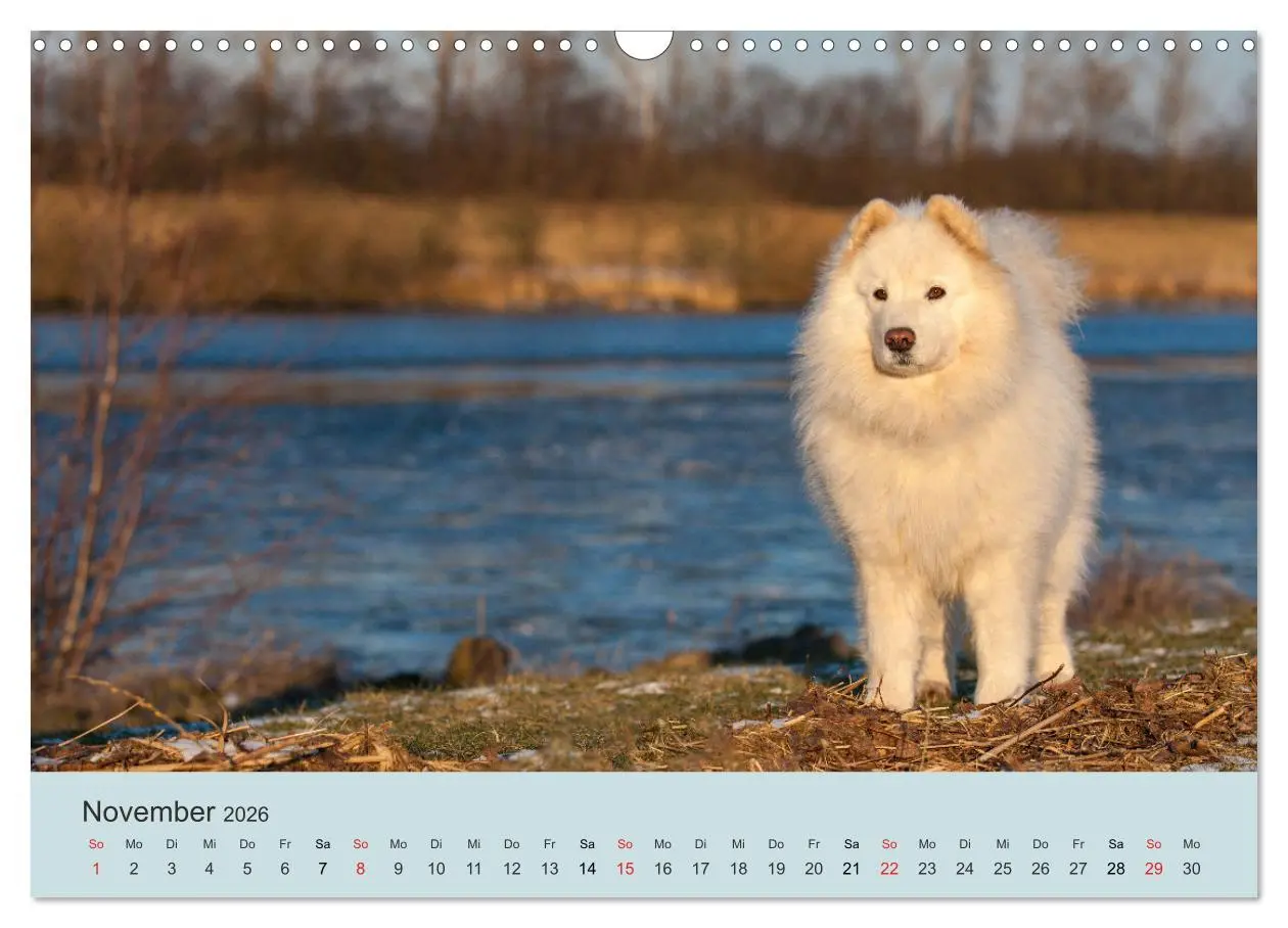 Bild: 9783457954638 | Samojeden - Liebenswerte Fellkugeln (Wandkalender 2026 DIN A3...