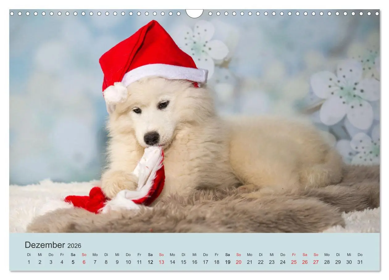 Bild: 9783457954638 | Samojeden - Liebenswerte Fellkugeln (Wandkalender 2026 DIN A3...