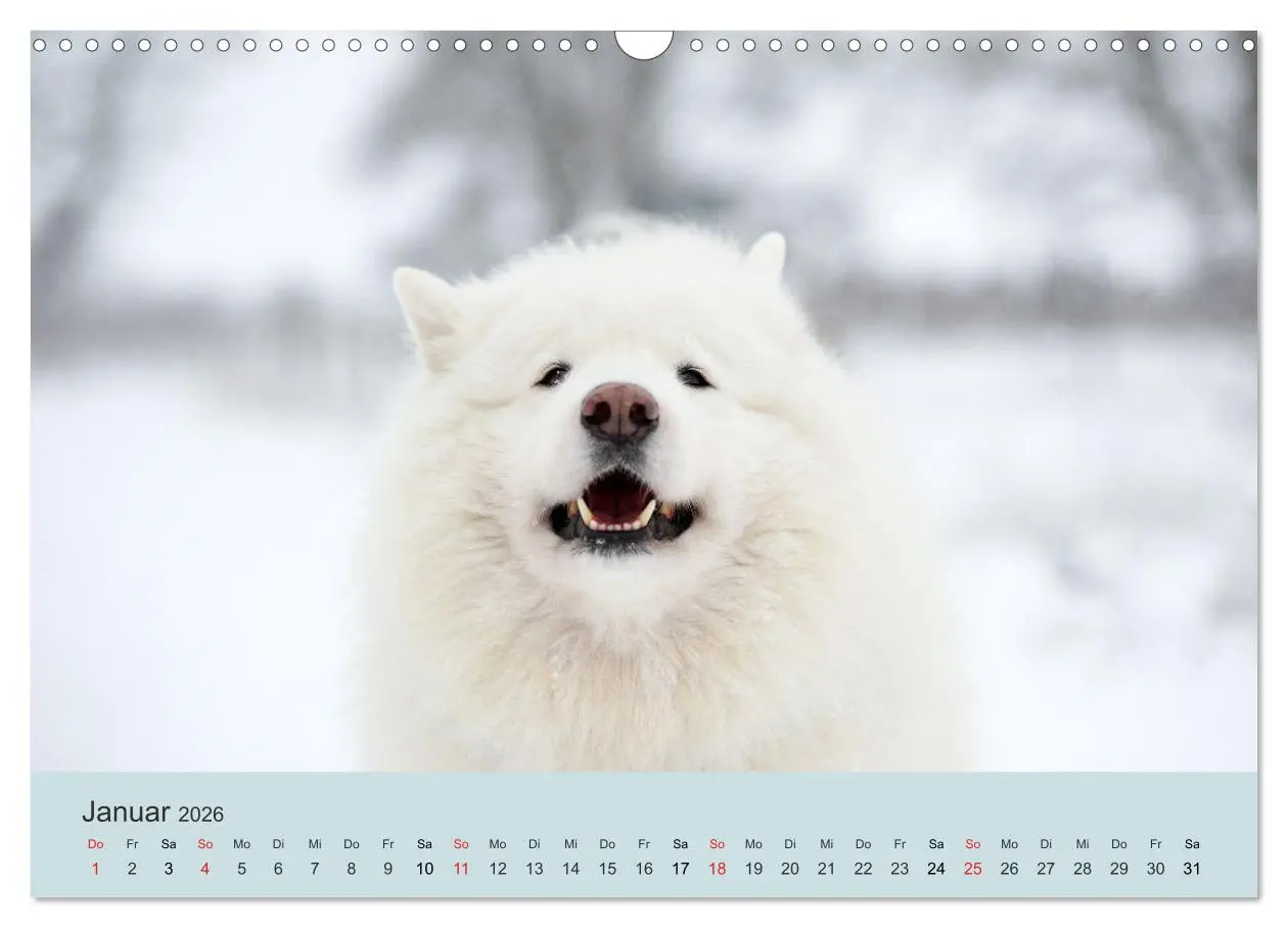 Bild: 9783457954638 | Samojeden - Liebenswerte Fellkugeln (Wandkalender 2026 DIN A3...