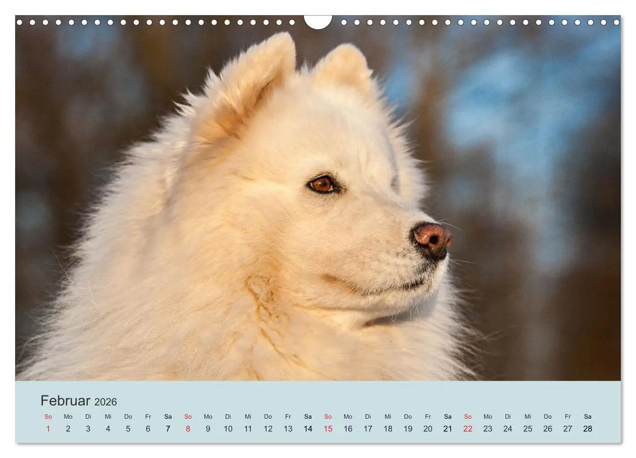 Bild: 9783457954638 | Samojeden - Liebenswerte Fellkugeln (Wandkalender 2026 DIN A3...