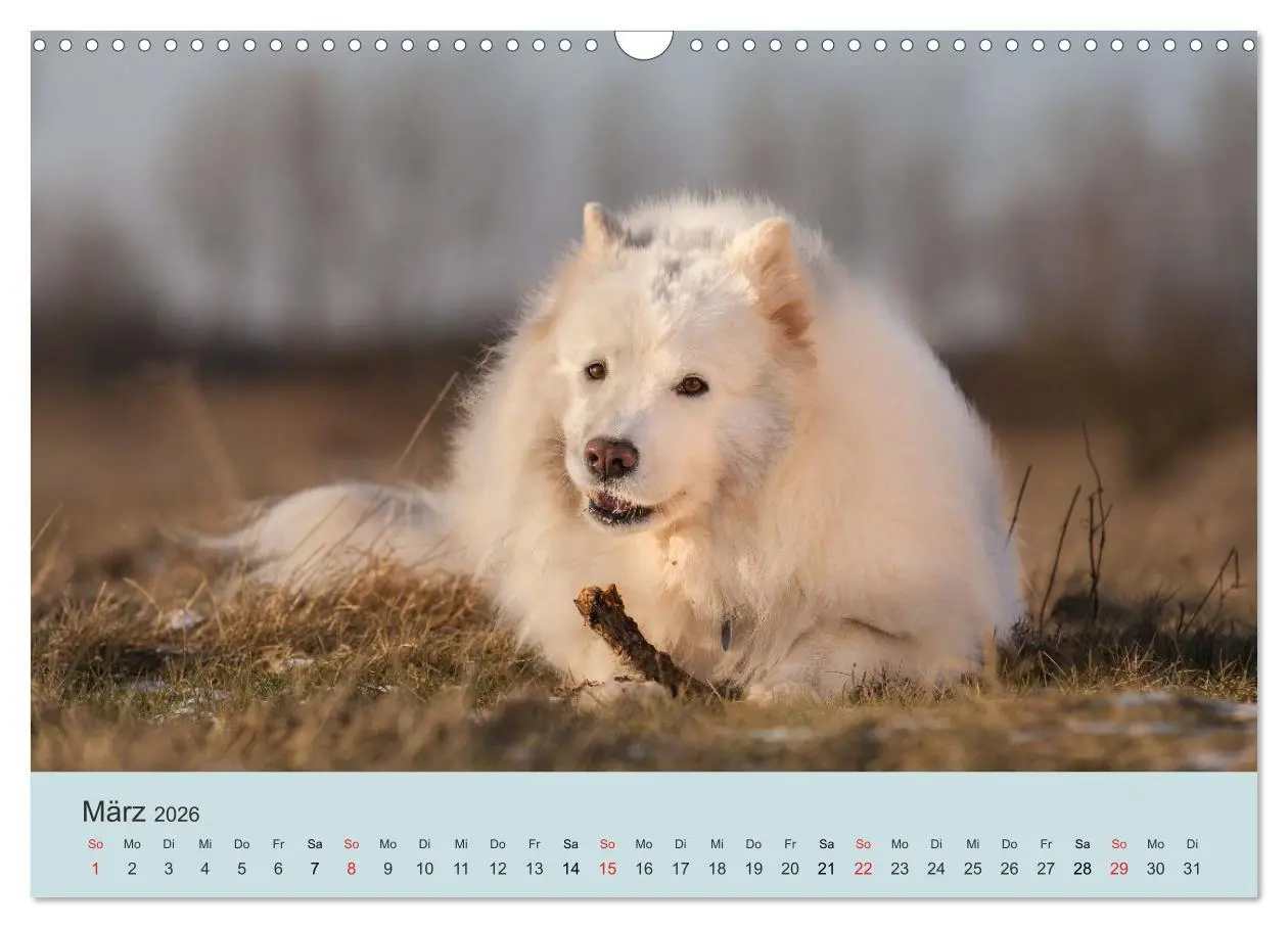 Bild: 9783457954638 | Samojeden - Liebenswerte Fellkugeln (Wandkalender 2026 DIN A3...