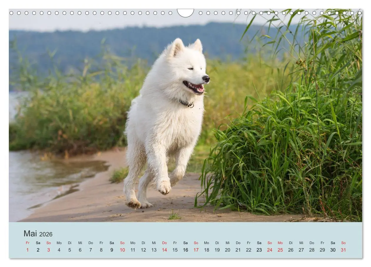 Bild: 9783457954638 | Samojeden - Liebenswerte Fellkugeln (Wandkalender 2026 DIN A3...