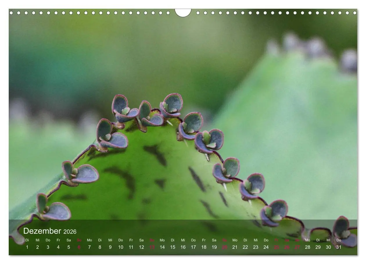 Bild: 9783516044638 | Sukkulenten in Haus und Garten (Wandkalender 2026 DIN A3 quer),...