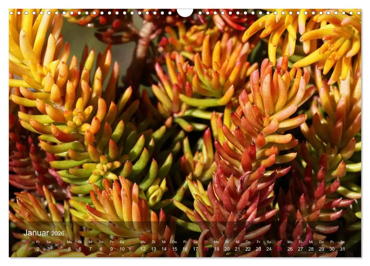 Bild: 9783516044638 | Sukkulenten in Haus und Garten (Wandkalender 2026 DIN A3 quer),...