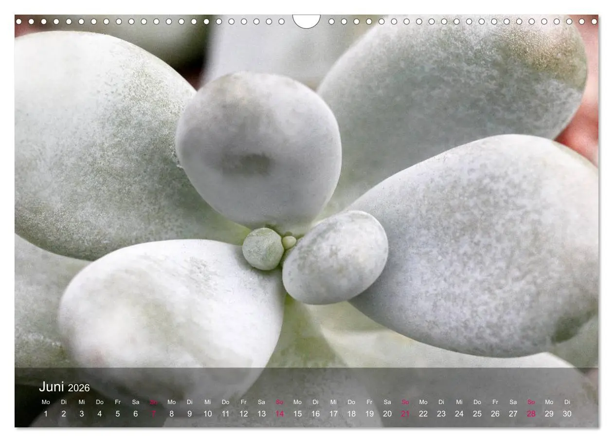 Bild: 9783516044638 | Sukkulenten in Haus und Garten (Wandkalender 2026 DIN A3 quer),...
