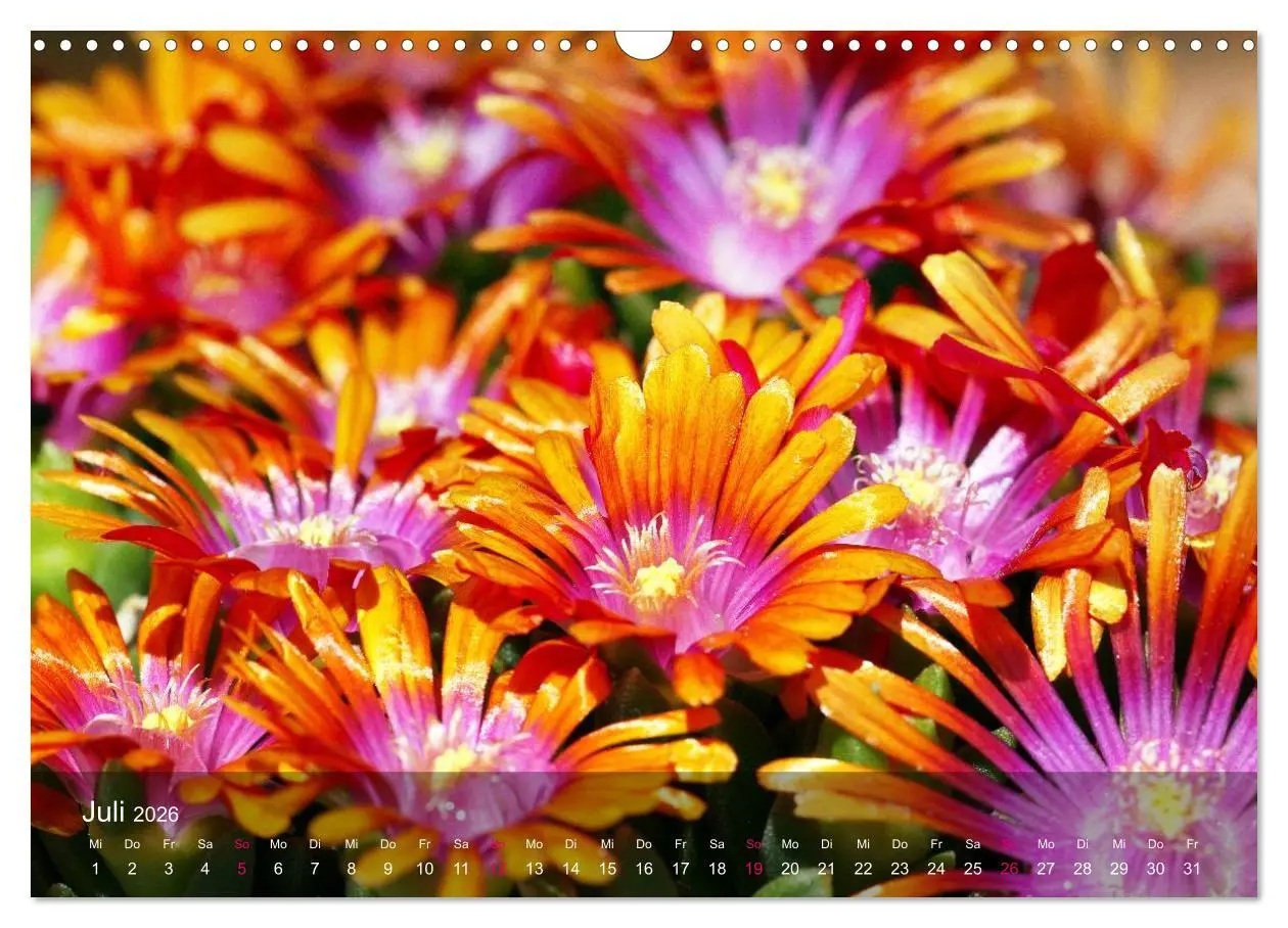 Bild: 9783516044638 | Sukkulenten in Haus und Garten (Wandkalender 2026 DIN A3 quer),...