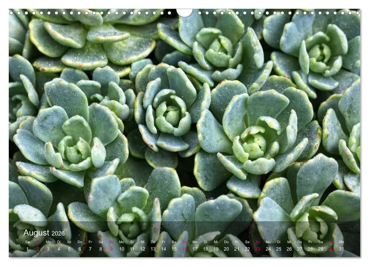 Bild: 9783516044638 | Sukkulenten in Haus und Garten (Wandkalender 2026 DIN A3 quer),...