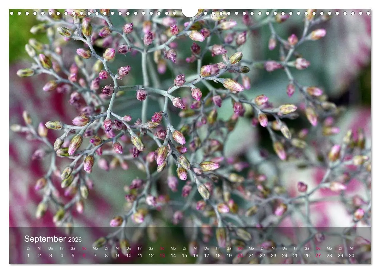 Bild: 9783516044638 | Sukkulenten in Haus und Garten (Wandkalender 2026 DIN A3 quer),...
