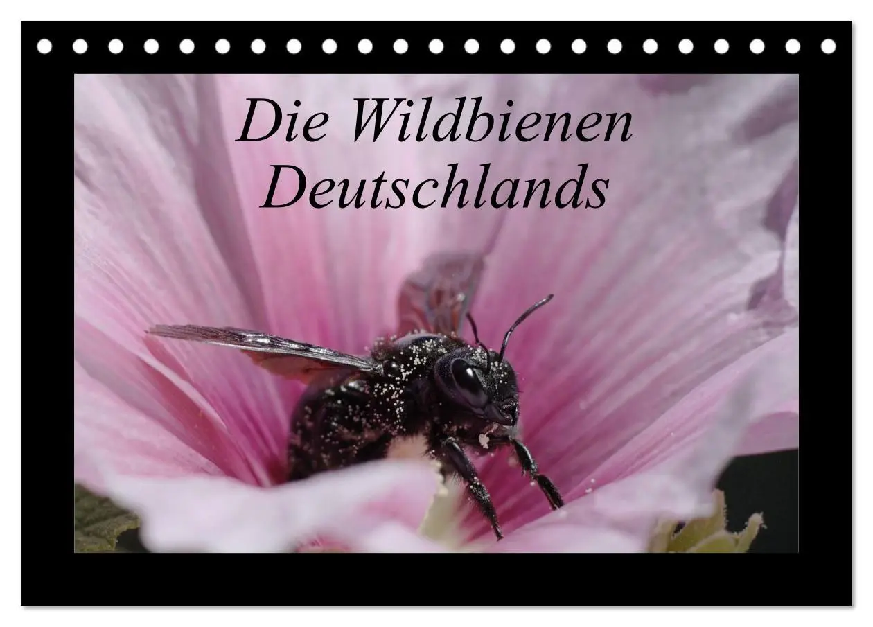 Cover: 9783516114638 | Die Wildbienen Deutschlands (Tischkalender 2026 DIN A5 quer),...
