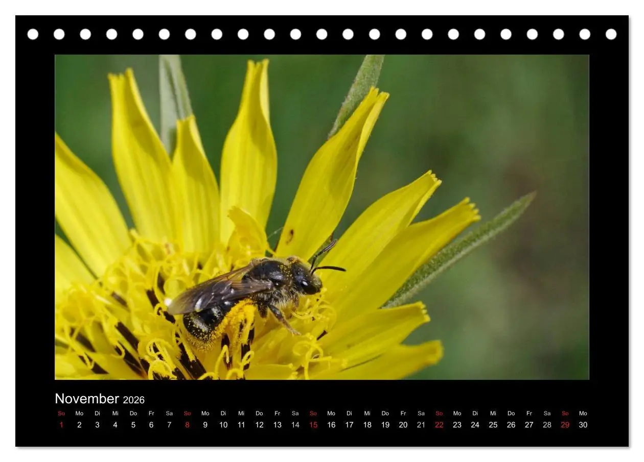 Bild: 9783516114638 | Die Wildbienen Deutschlands (Tischkalender 2026 DIN A5 quer),...