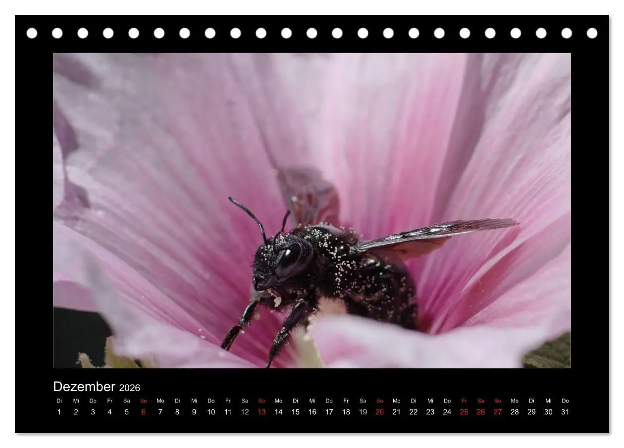 Bild: 9783516114638 | Die Wildbienen Deutschlands (Tischkalender 2026 DIN A5 quer),...
