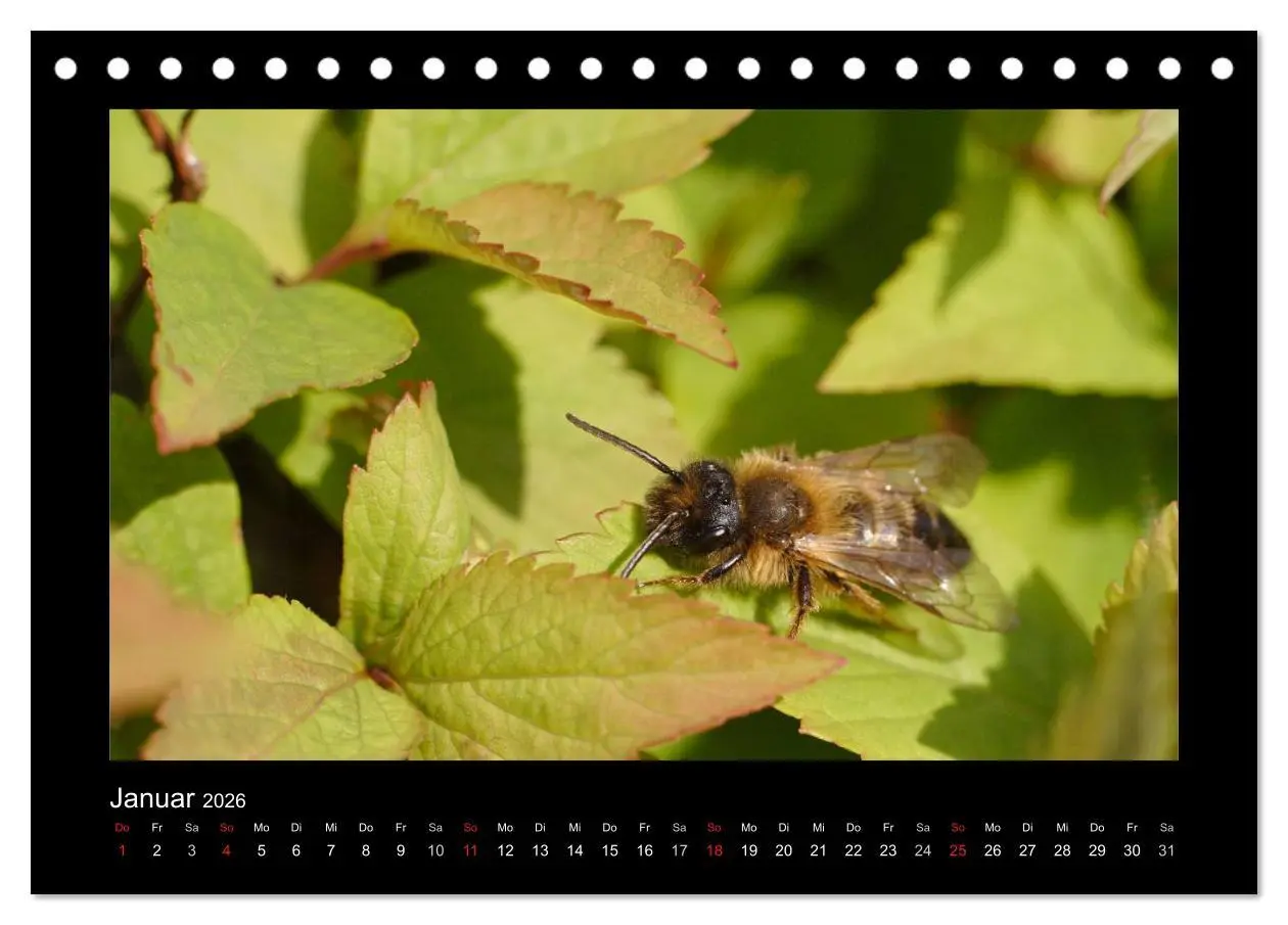 Bild: 9783516114638 | Die Wildbienen Deutschlands (Tischkalender 2026 DIN A5 quer),...