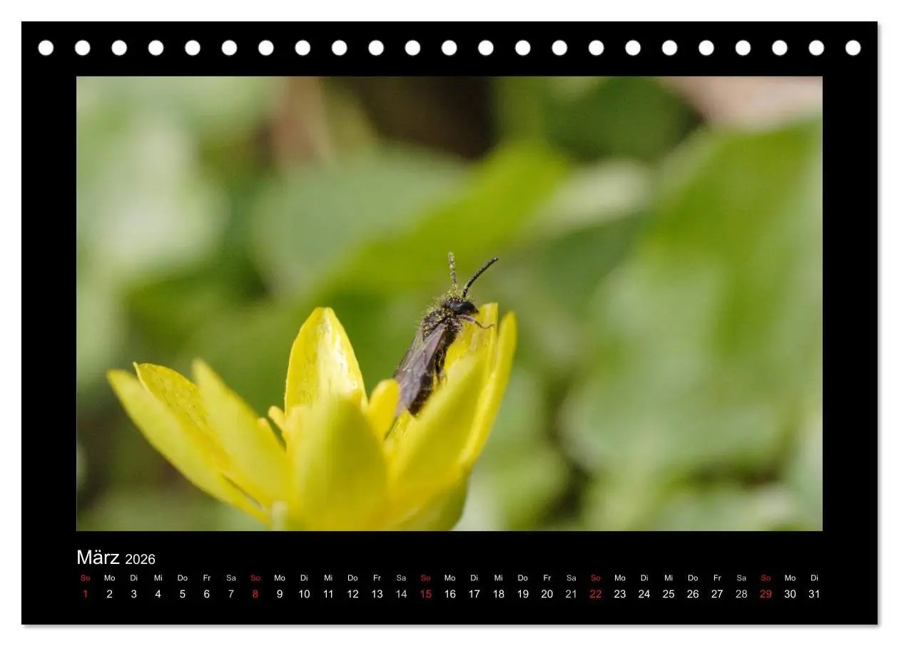 Bild: 9783516114638 | Die Wildbienen Deutschlands (Tischkalender 2026 DIN A5 quer),...