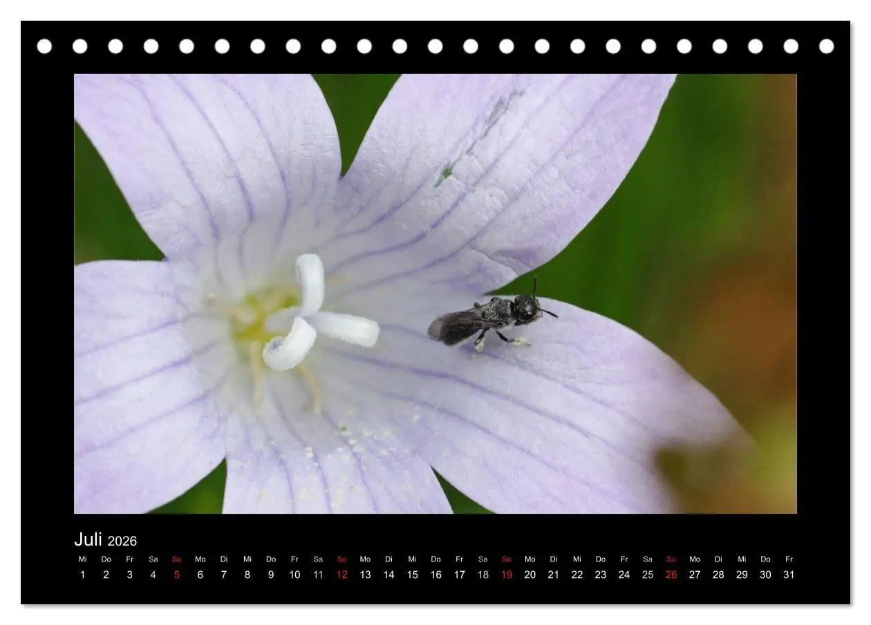 Bild: 9783516114638 | Die Wildbienen Deutschlands (Tischkalender 2026 DIN A5 quer),...