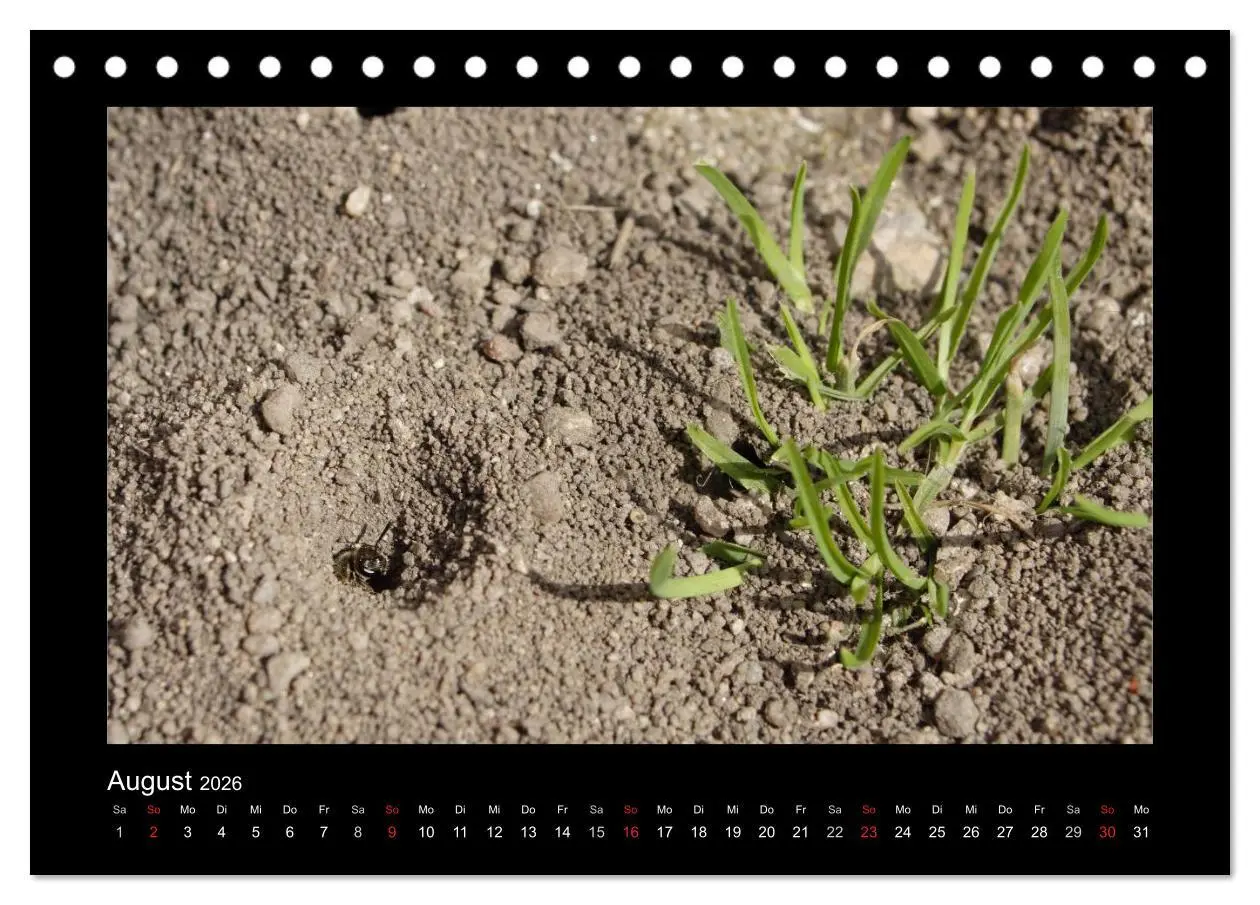 Bild: 9783516114638 | Die Wildbienen Deutschlands (Tischkalender 2026 DIN A5 quer),...