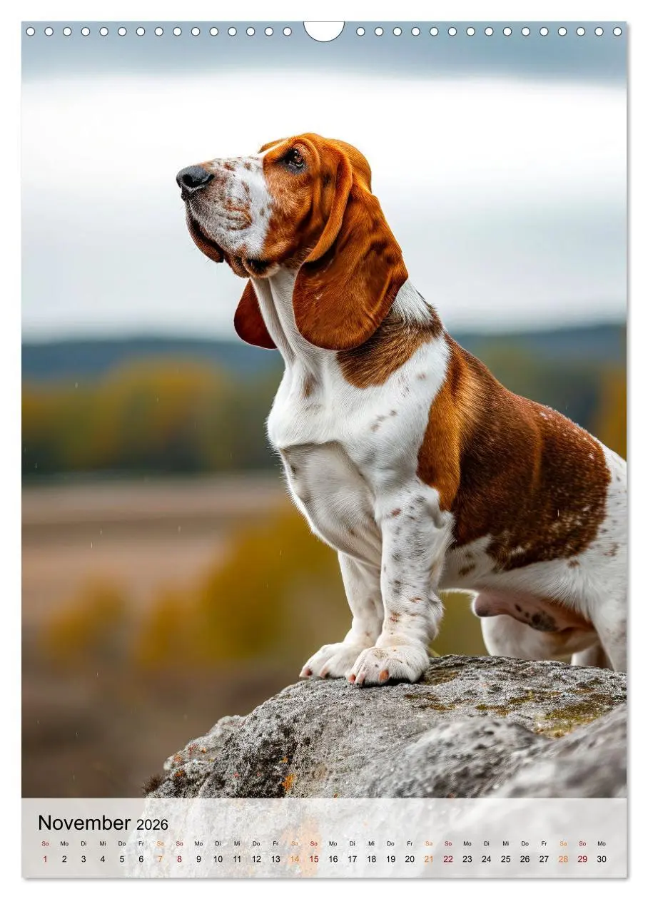 Bild: 9783516284638 | Basset Hound - freundlich und anhänglich (Wandkalender 2026 DIN A3...