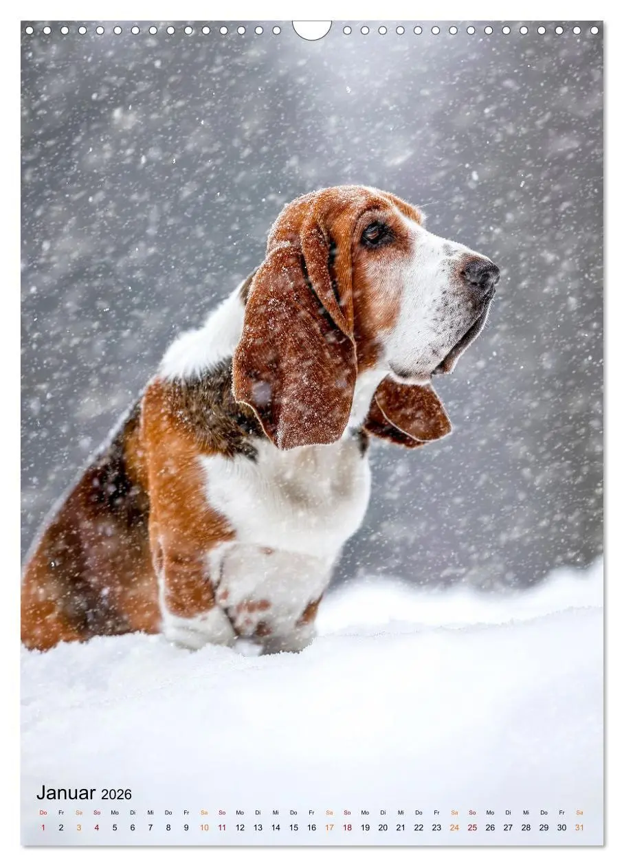 Bild: 9783516284638 | Basset Hound - freundlich und anhänglich (Wandkalender 2026 DIN A3...