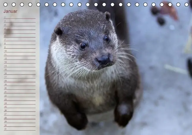 Bild: 9783660354638 | Fischotter Geburtstagskalender (Tischkalender immerwährend DIN A5...