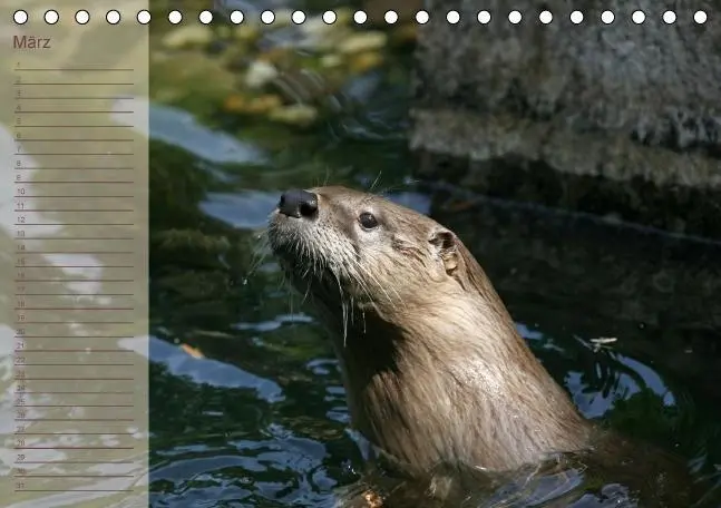 Bild: 9783660354638 | Fischotter Geburtstagskalender (Tischkalender immerwährend DIN A5...