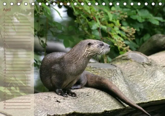 Bild: 9783660354638 | Fischotter Geburtstagskalender (Tischkalender immerwährend DIN A5...