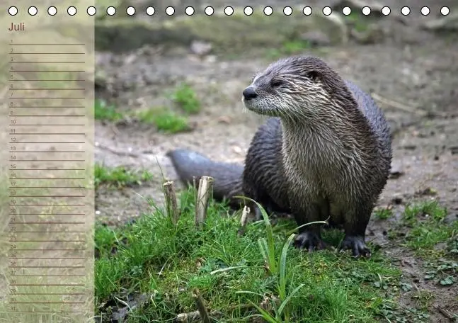 Bild: 9783660354638 | Fischotter Geburtstagskalender (Tischkalender immerwährend DIN A5...