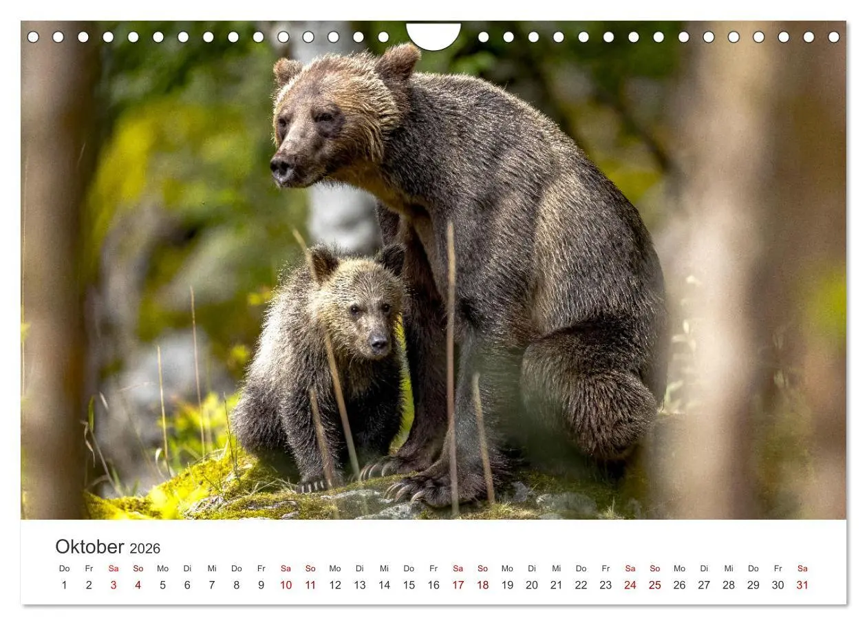 Bild: 9783457564738 | Bären - Pandas, Grizzlybären und Co. (Wandkalender 2026 DIN A4...