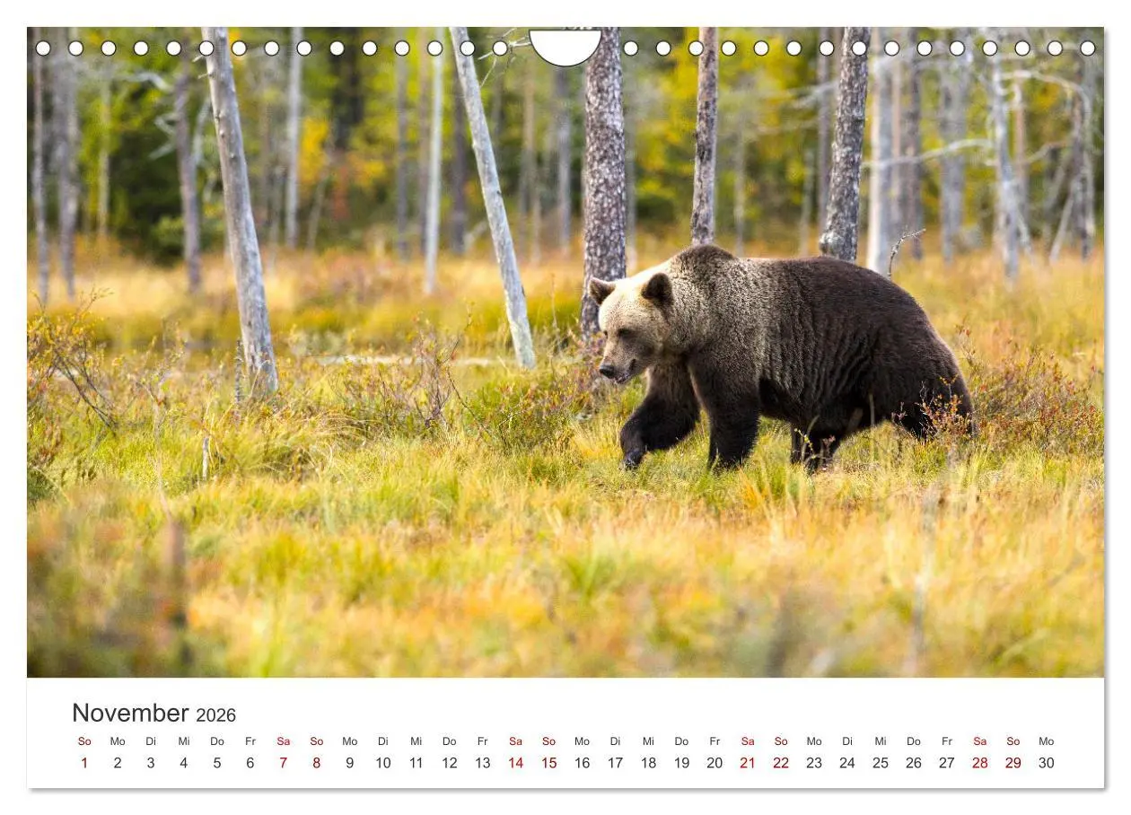 Bild: 9783457564738 | Bären - Pandas, Grizzlybären und Co. (Wandkalender 2026 DIN A4...