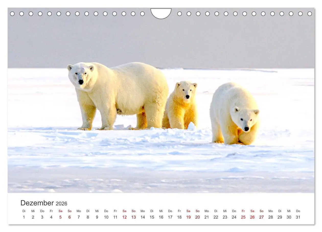 Bild: 9783457564738 | Bären - Pandas, Grizzlybären und Co. (Wandkalender 2026 DIN A4...