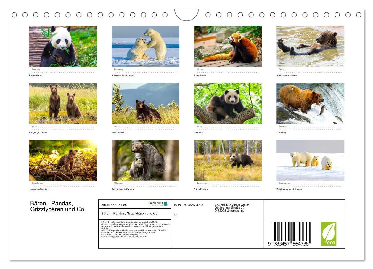 Bild: 9783457564738 | Bären - Pandas, Grizzlybären und Co. (Wandkalender 2026 DIN A4...