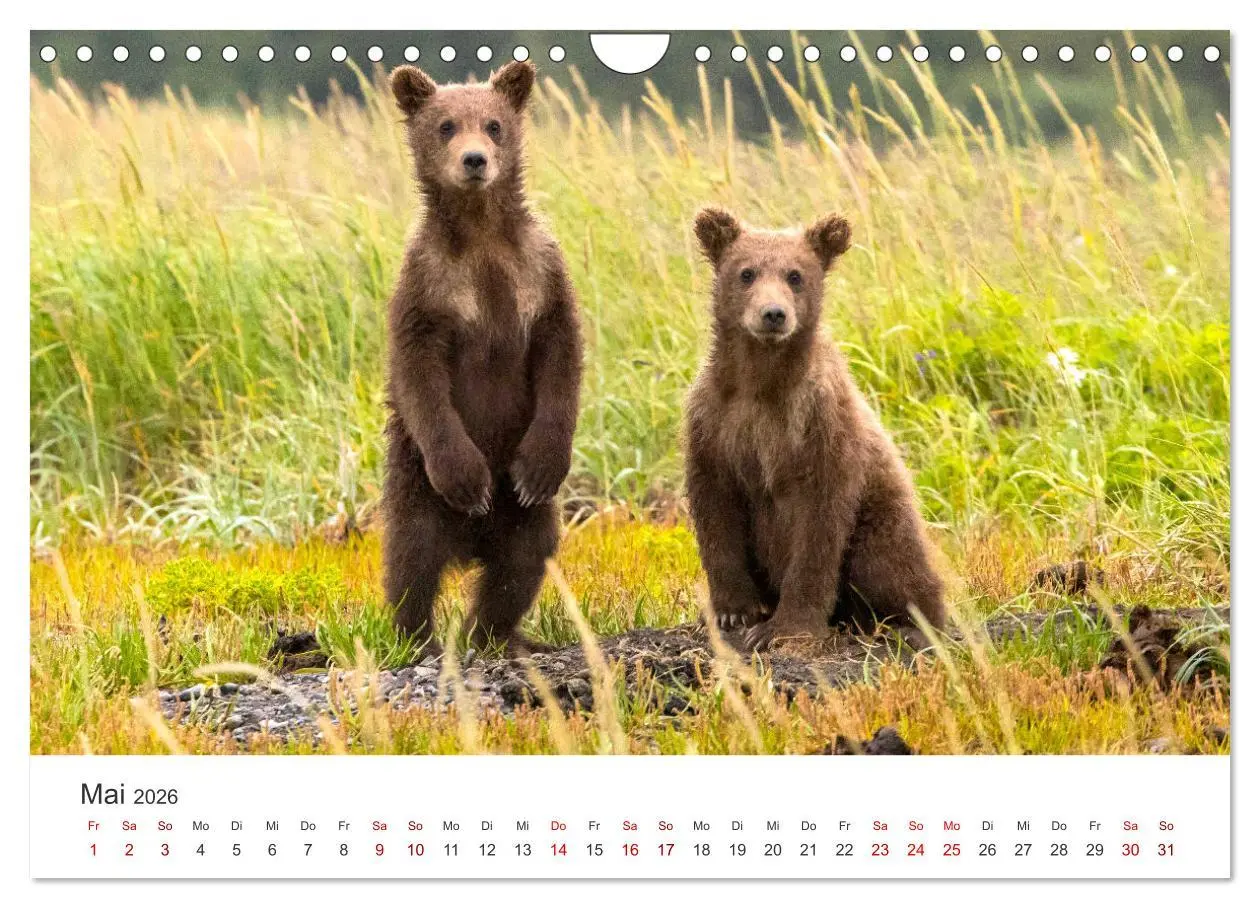 Bild: 9783457564738 | Bären - Pandas, Grizzlybären und Co. (Wandkalender 2026 DIN A4...