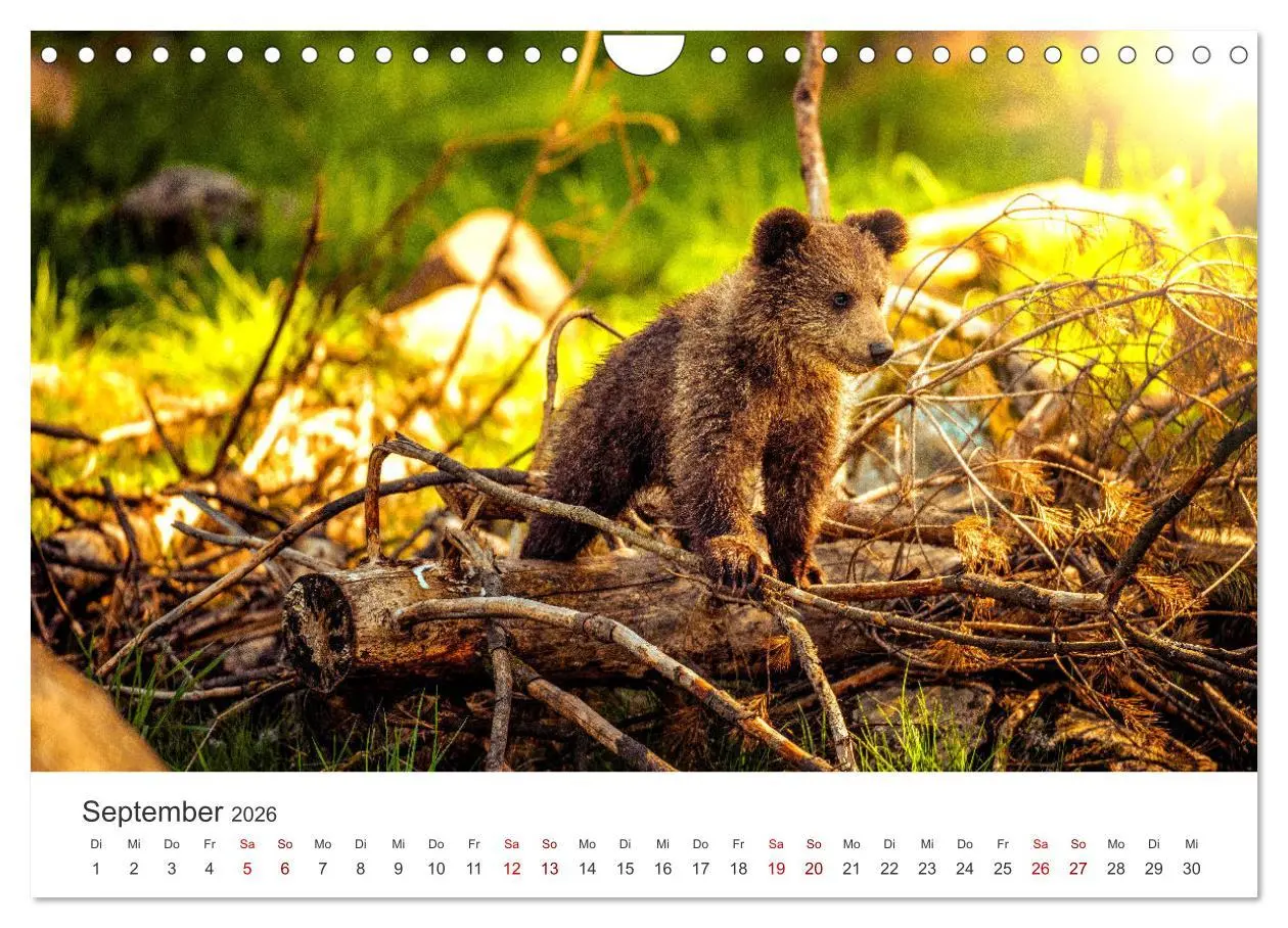 Bild: 9783457564738 | Bären - Pandas, Grizzlybären und Co. (Wandkalender 2026 DIN A4...