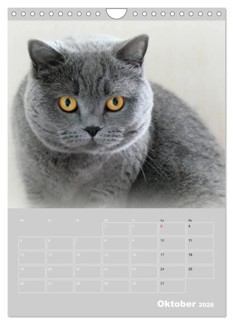 Bild: 9783516414738 | Graue Engel - Britischkurzhaar-Katzen (Wandkalender 2026 DIN A4...