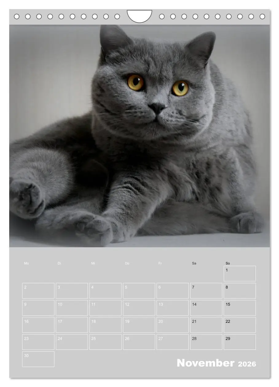 Bild: 9783516414738 | Graue Engel - Britischkurzhaar-Katzen (Wandkalender 2026 DIN A4...