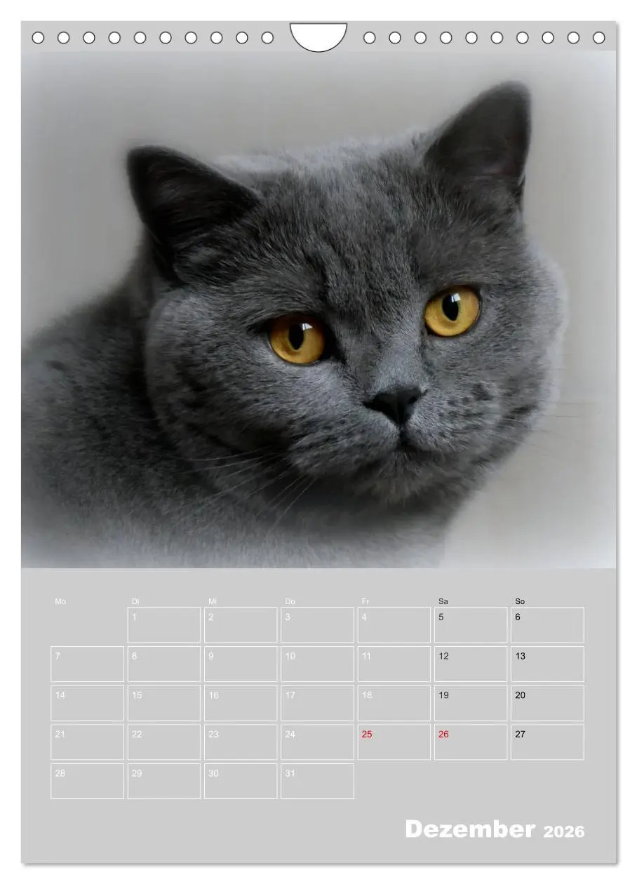 Bild: 9783516414738 | Graue Engel - Britischkurzhaar-Katzen (Wandkalender 2026 DIN A4...