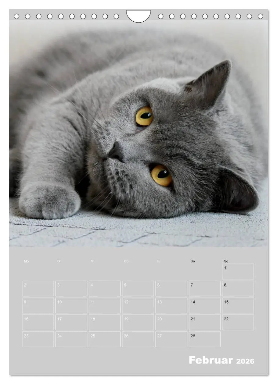 Bild: 9783516414738 | Graue Engel - Britischkurzhaar-Katzen (Wandkalender 2026 DIN A4...