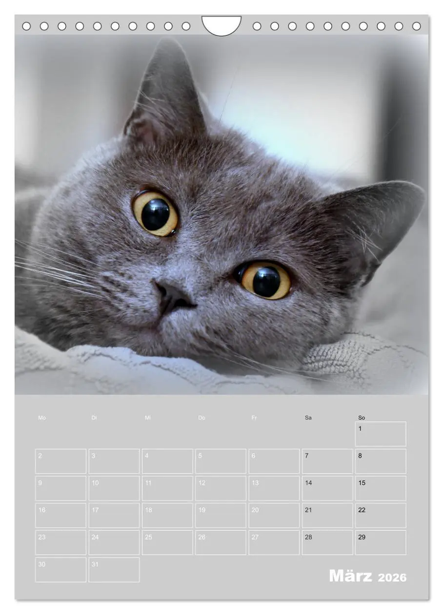 Bild: 9783516414738 | Graue Engel - Britischkurzhaar-Katzen (Wandkalender 2026 DIN A4...