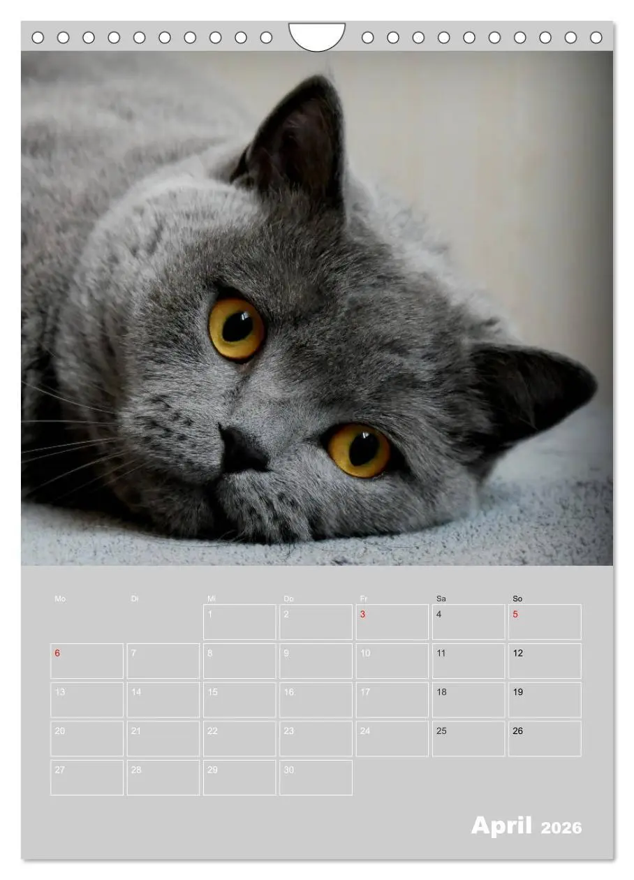 Bild: 9783516414738 | Graue Engel - Britischkurzhaar-Katzen (Wandkalender 2026 DIN A4...