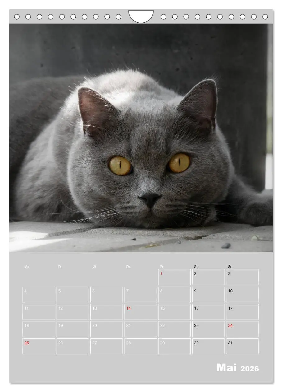 Bild: 9783516414738 | Graue Engel - Britischkurzhaar-Katzen (Wandkalender 2026 DIN A4...