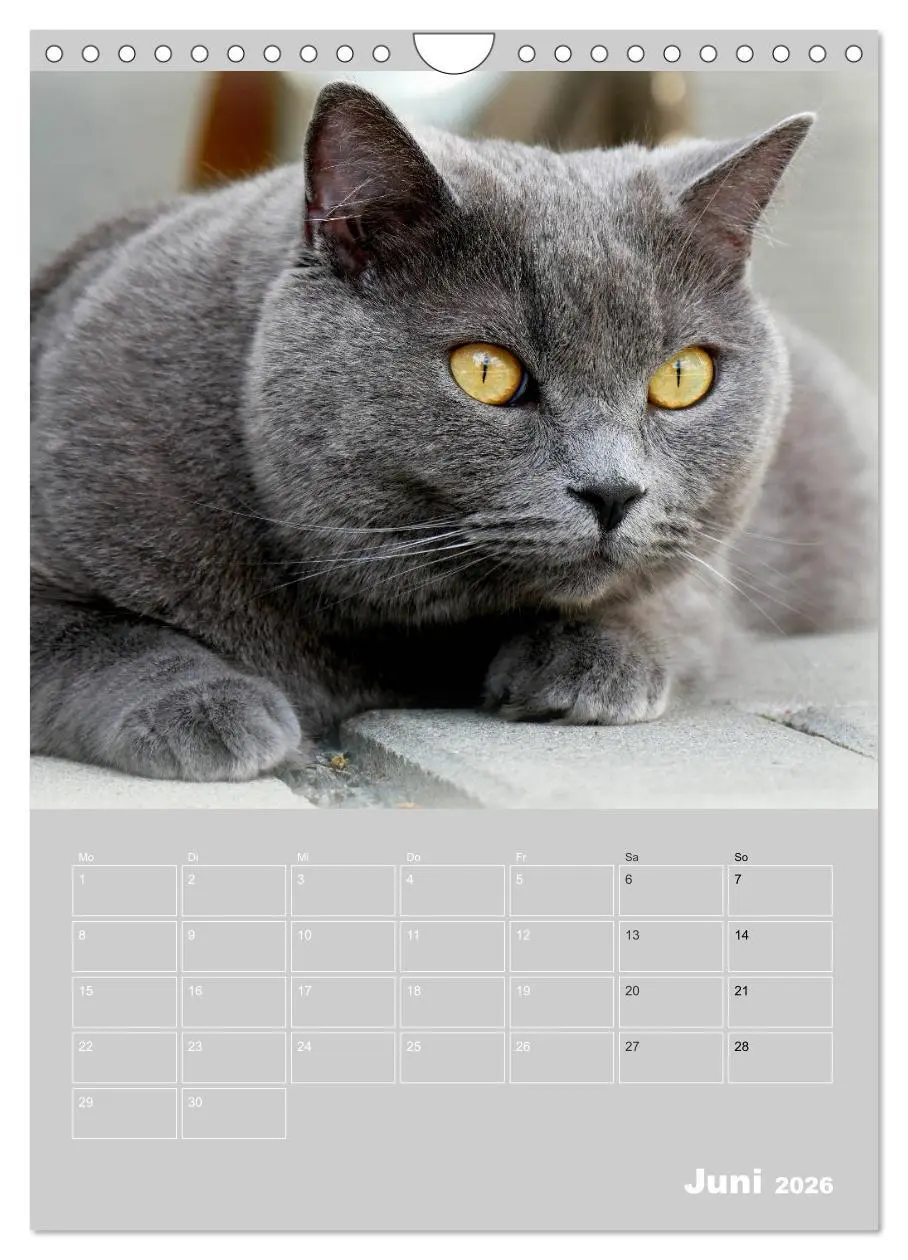 Bild: 9783516414738 | Graue Engel - Britischkurzhaar-Katzen (Wandkalender 2026 DIN A4...