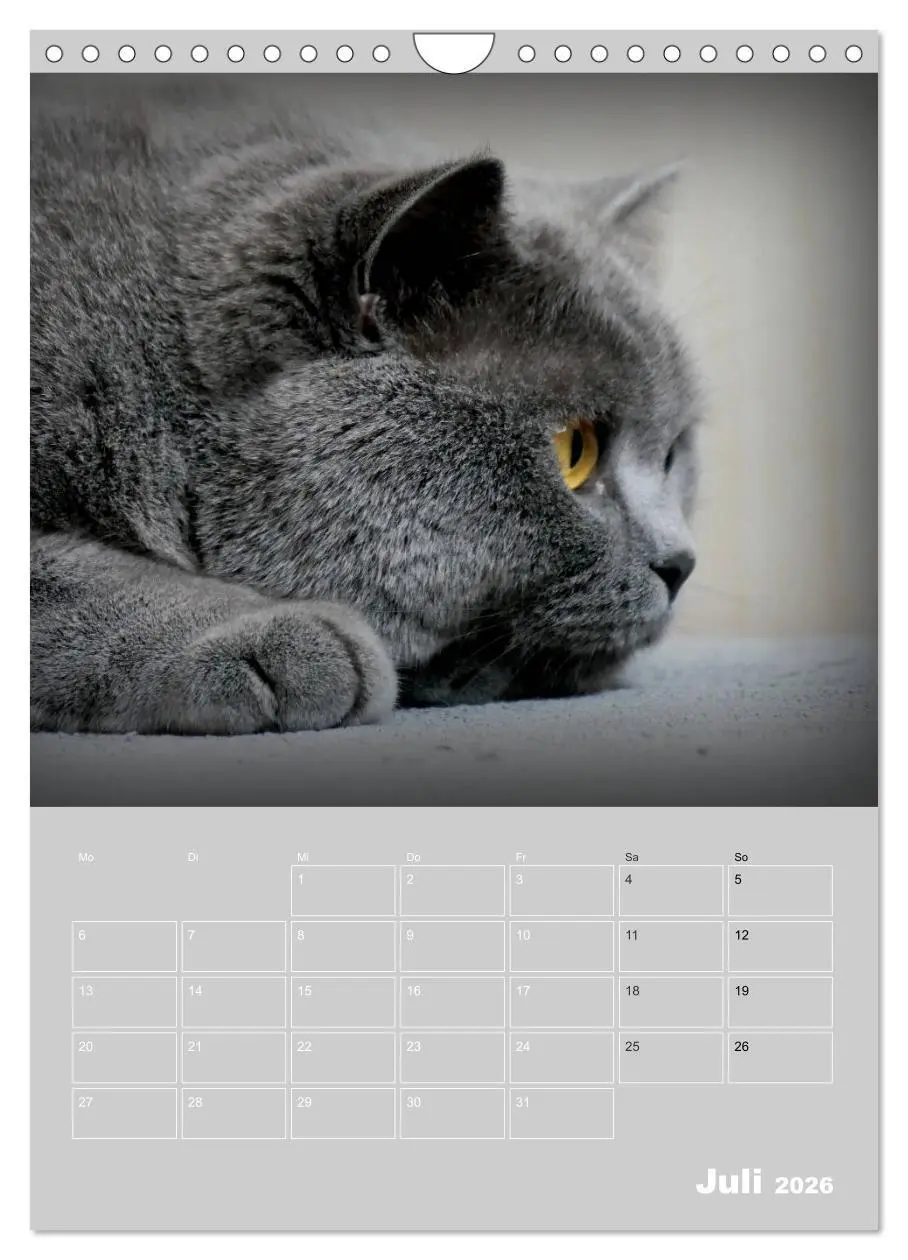 Bild: 9783516414738 | Graue Engel - Britischkurzhaar-Katzen (Wandkalender 2026 DIN A4...