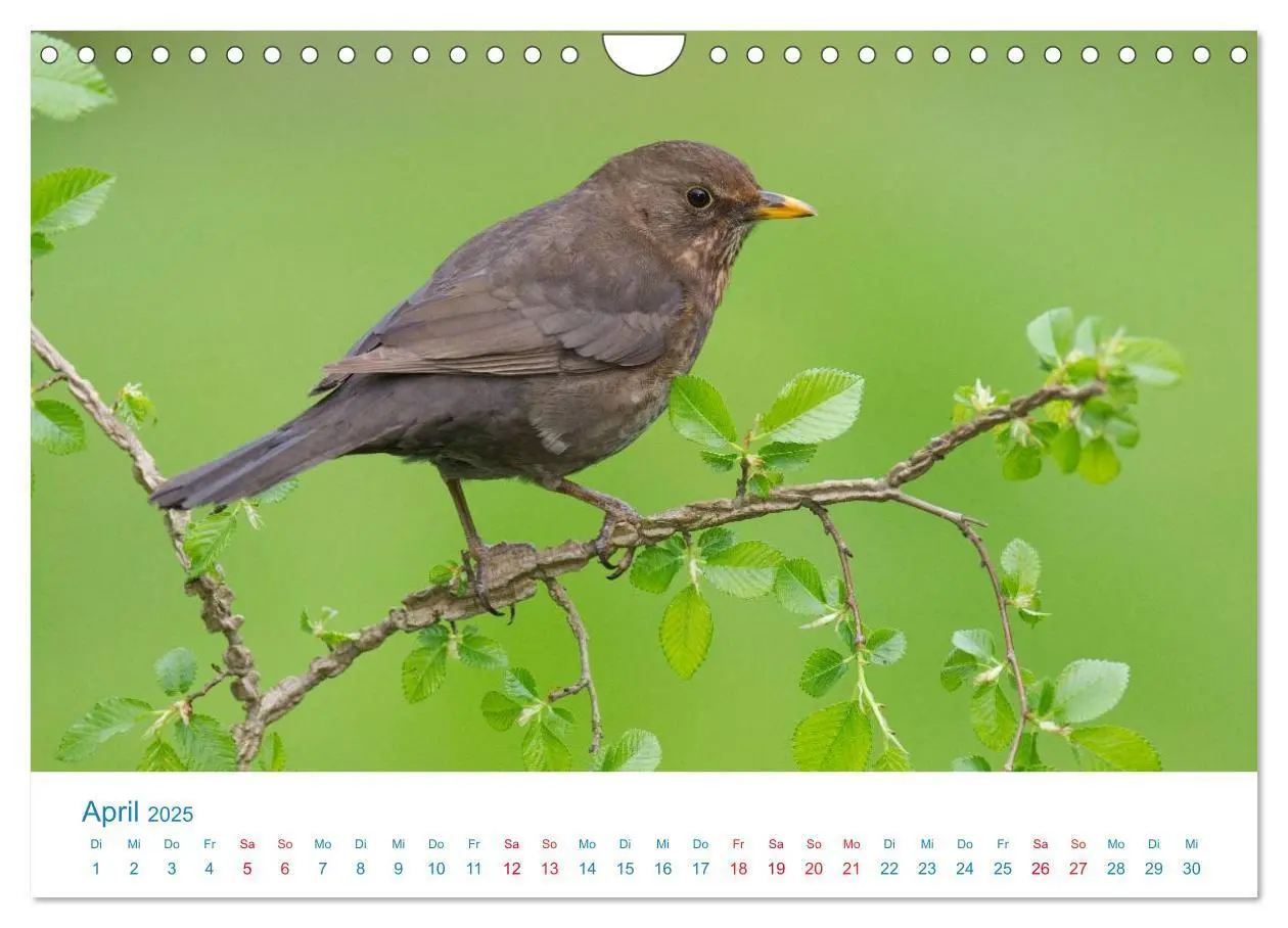 Bild: 9783435464838 | Singvögel - 12 Arten im Garten (Wandkalender 2025 DIN A4 quer),...