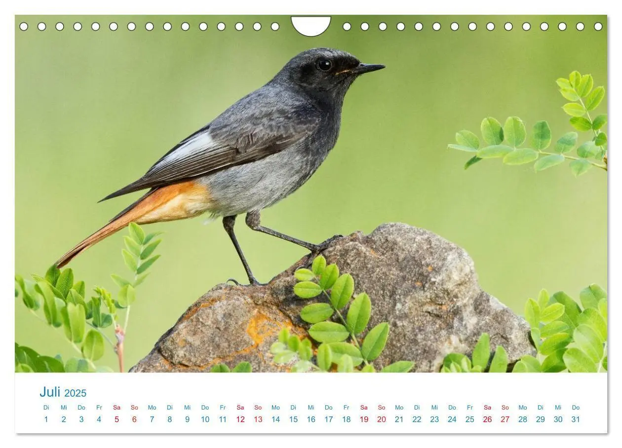 Bild: 9783435464838 | Singvögel - 12 Arten im Garten (Wandkalender 2025 DIN A4 quer),...