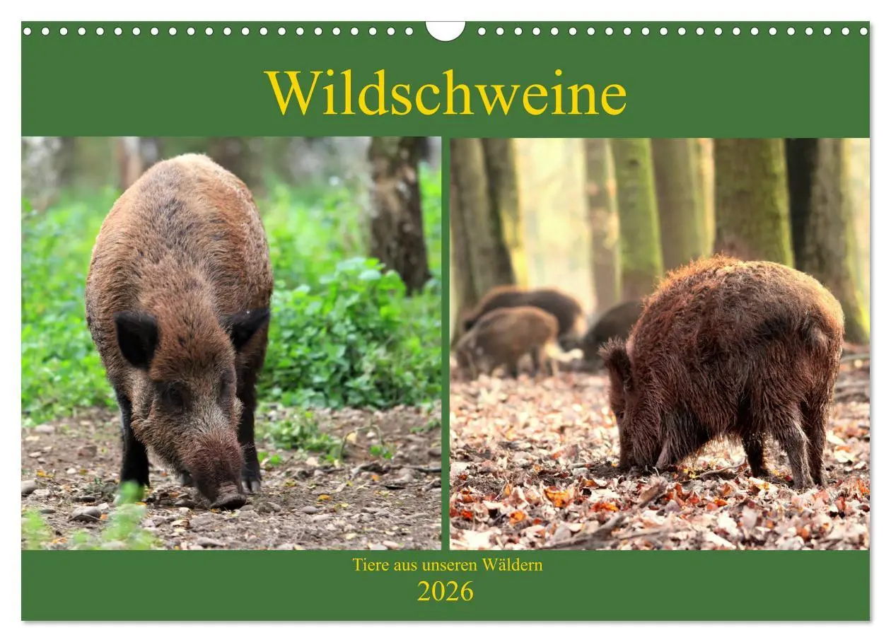 Cover: 9783457864838 | Wildschweine - Tiere aus unseren Wäldern (Wandkalender 2026 DIN A3...