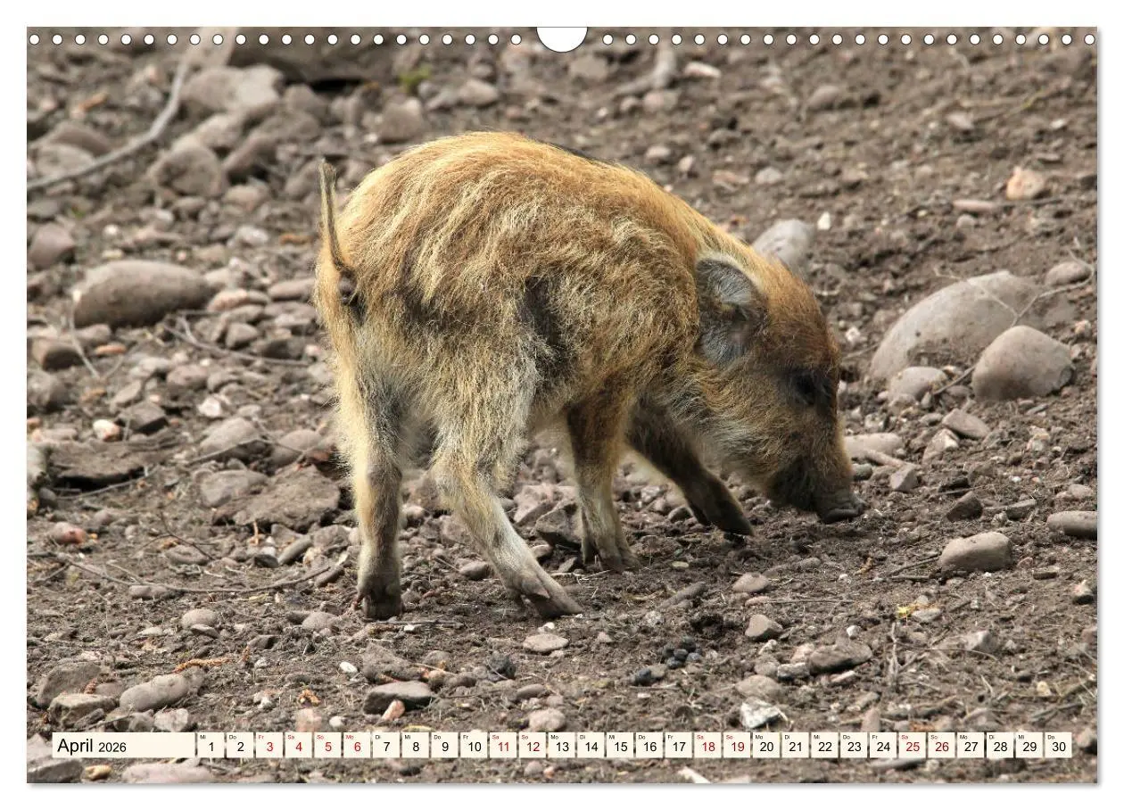 Bild: 9783457864838 | Wildschweine - Tiere aus unseren Wäldern (Wandkalender 2026 DIN A3...