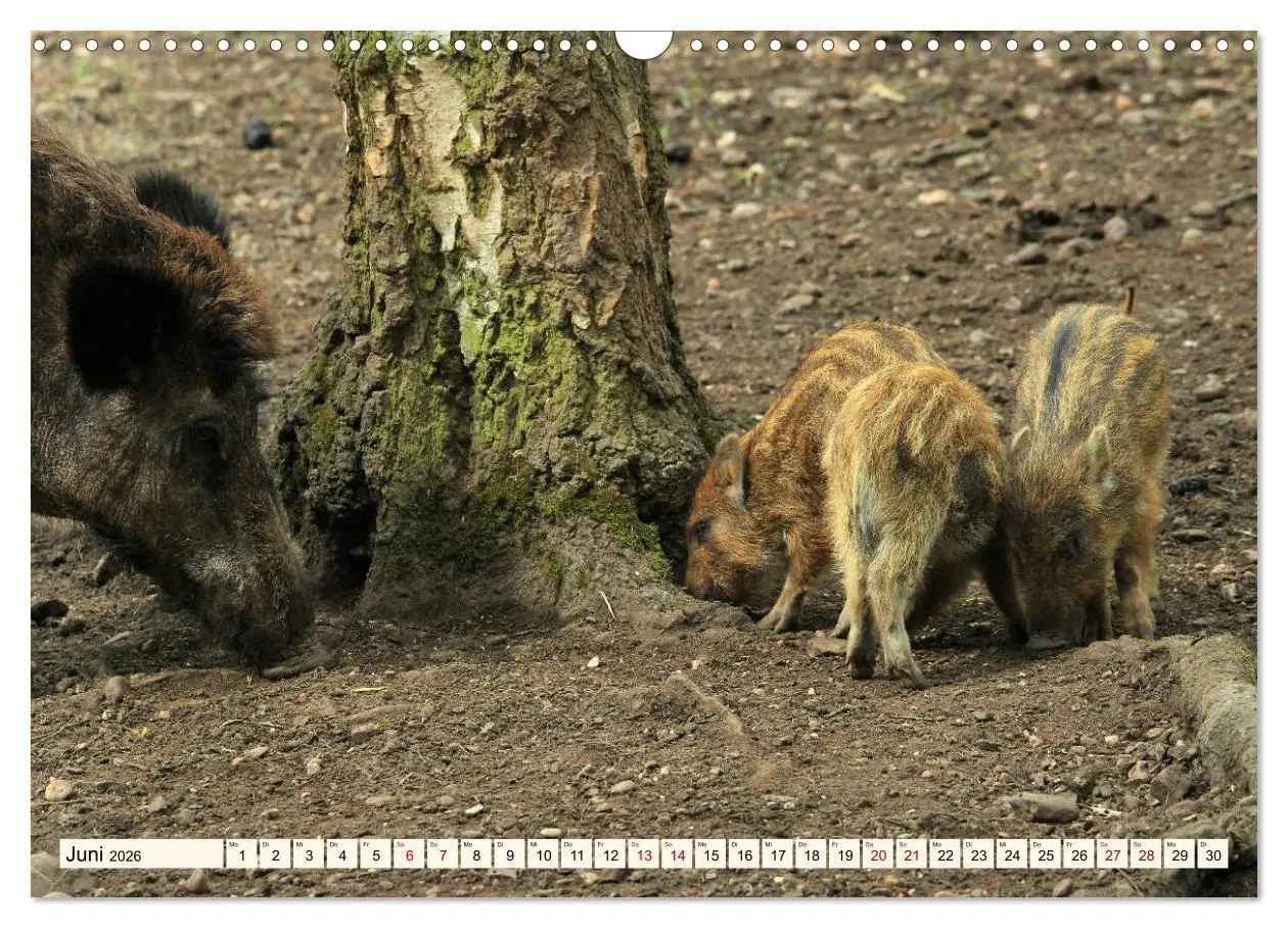 Bild: 9783457864838 | Wildschweine - Tiere aus unseren Wäldern (Wandkalender 2026 DIN A3...