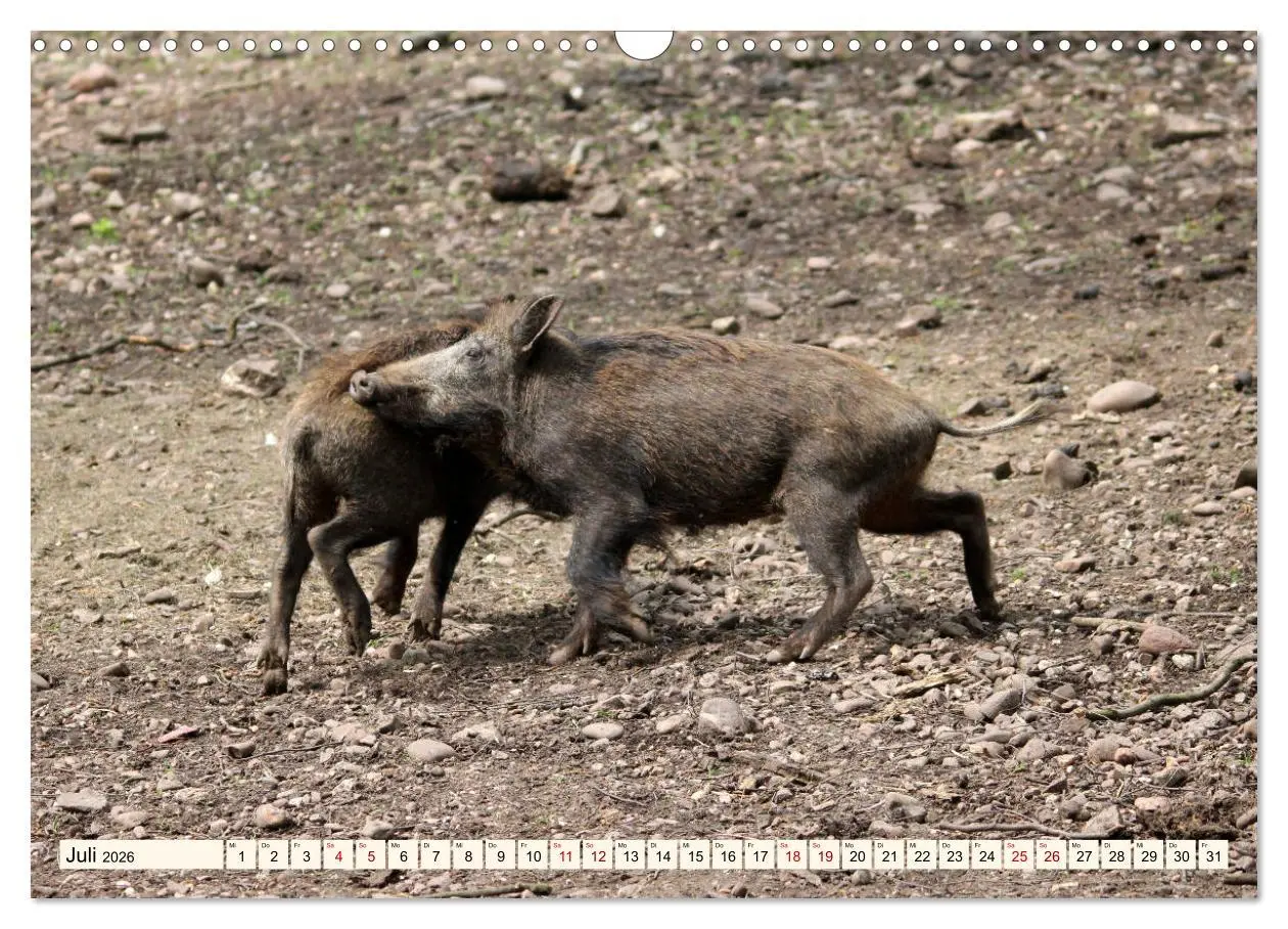 Bild: 9783457864838 | Wildschweine - Tiere aus unseren Wäldern (Wandkalender 2026 DIN A3...
