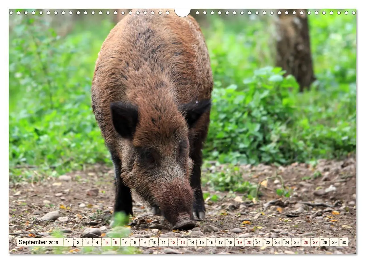 Bild: 9783457864838 | Wildschweine - Tiere aus unseren Wäldern (Wandkalender 2026 DIN A3...