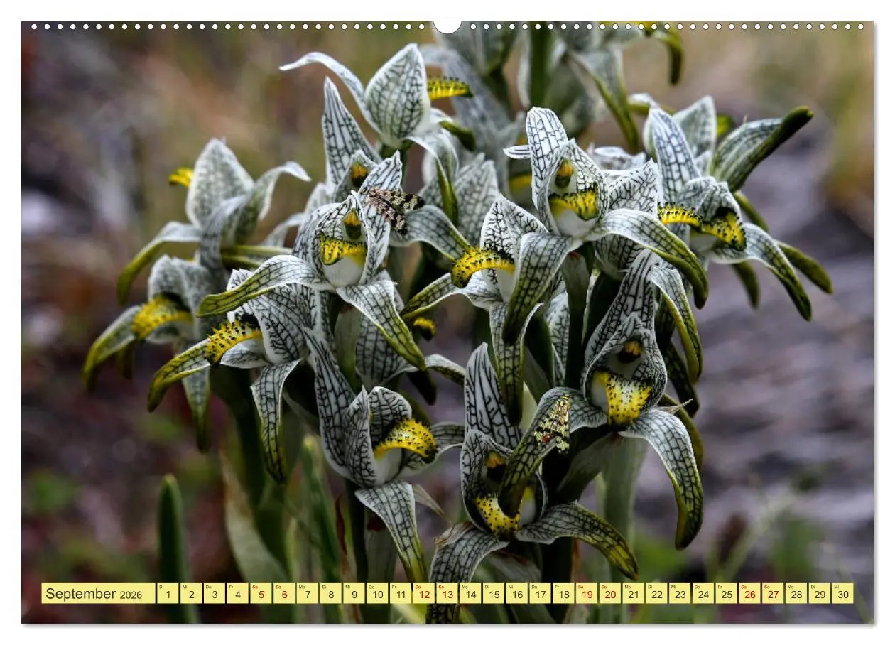 Bild: 9783457934838 | Märchenwelt Patagonien (Wandkalender 2026 DIN A2 quer), CALVENDO...