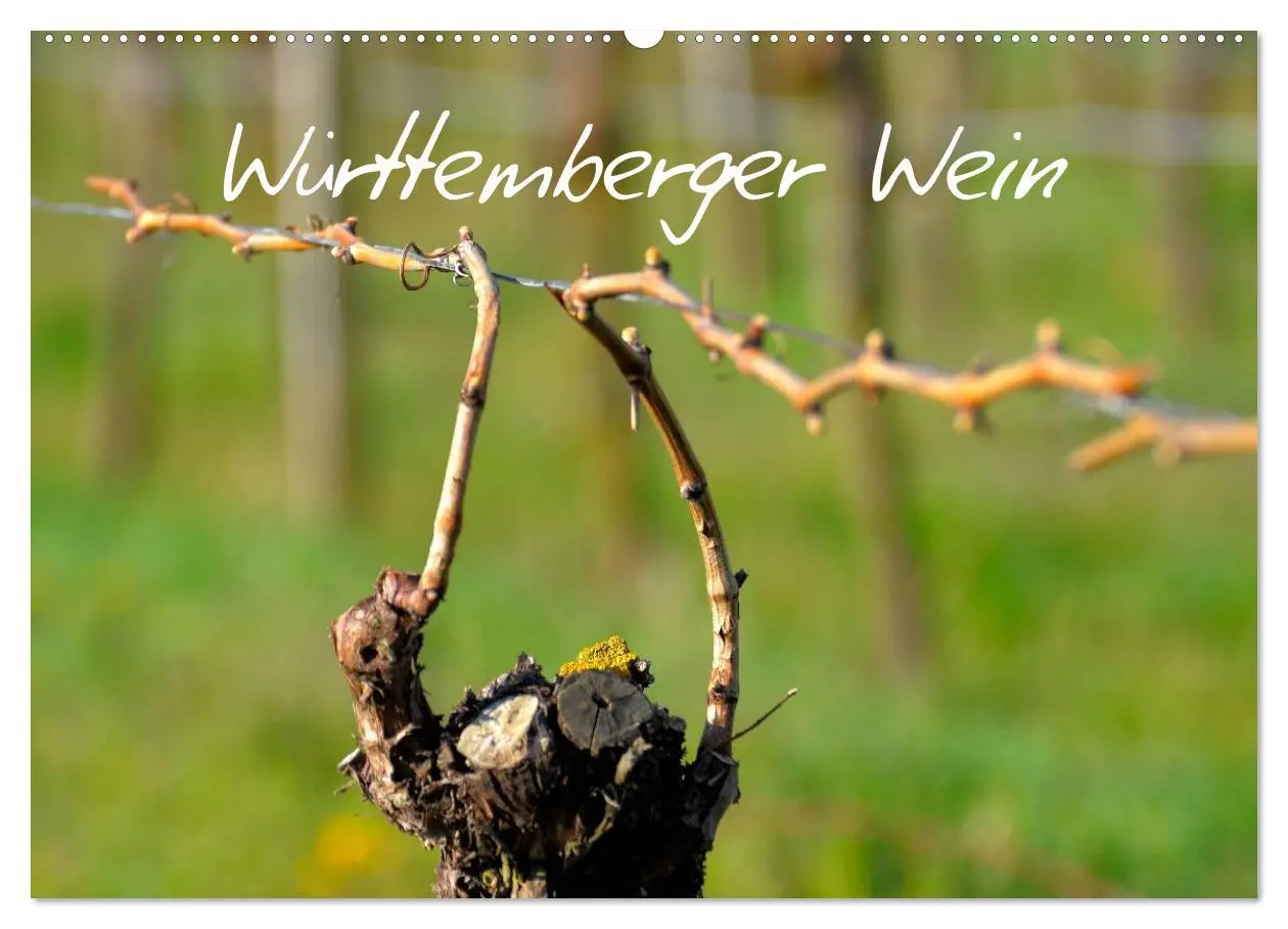Cover: 9783516194838 | Württemberger Wein 2026 (Wandkalender 2026 DIN A2 quer), CALVENDO...